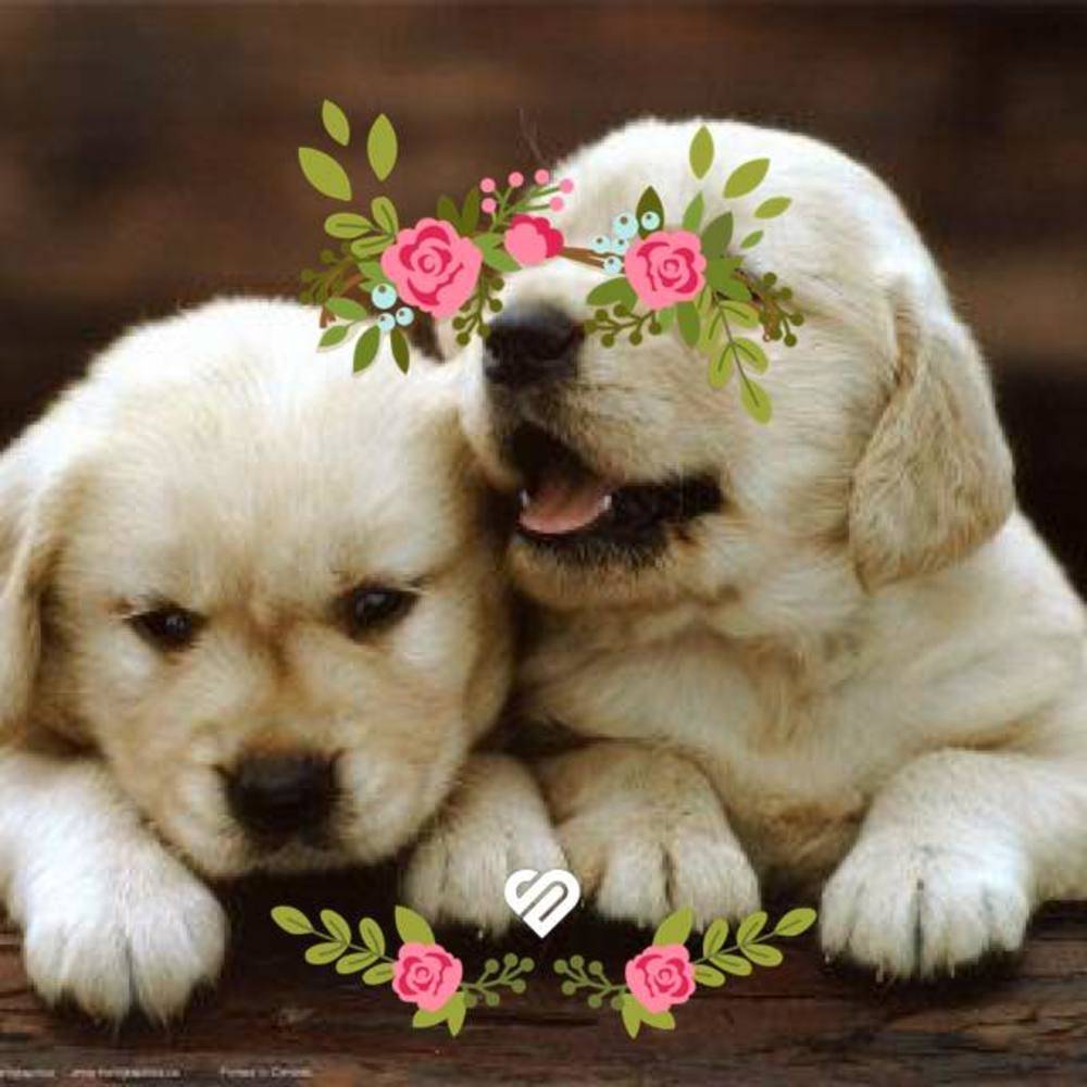 Meet your Posher, Sancdra